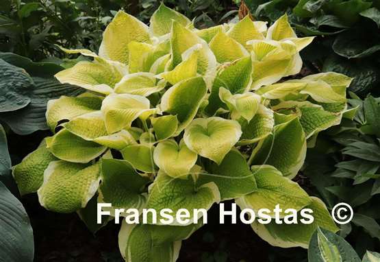 Hosta Sunshine Glory