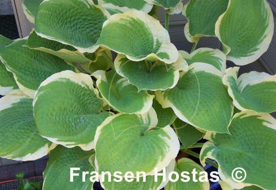 Hosta Sunshine Glory