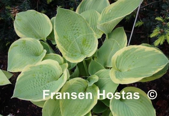 Hosta Sunshine Glory
