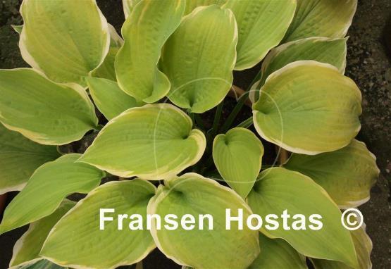 Hosta Sunshine Glory