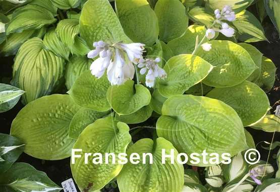 Hosta Super Bowl