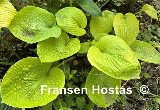 Hosta Super Bowl