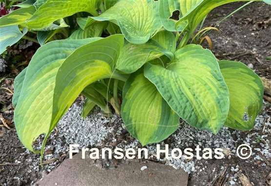 Hosta Super Nova