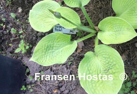 Hosta Super Bowl
