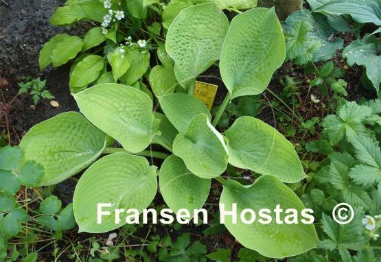 Hosta Super Bowl