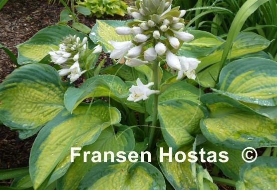 Hosta Super Nova