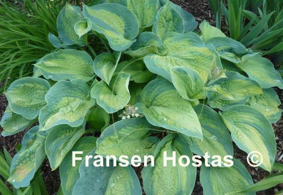 Hosta Super Nova