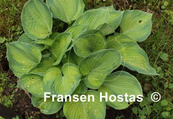 Hosta Super Nova