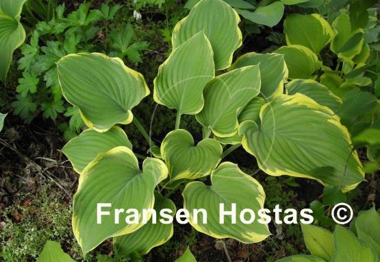 Hosta Super Sagae