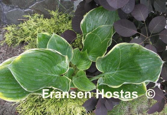 Hosta Super Sagae