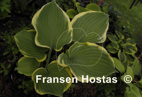 Hosta Super Sagae