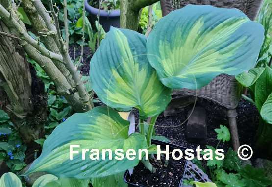 Hosta Superfecta