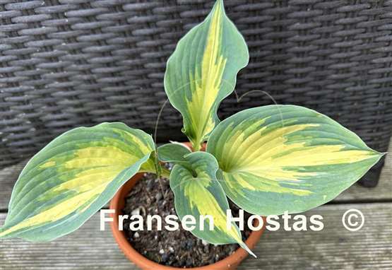 Hosta Superfecta