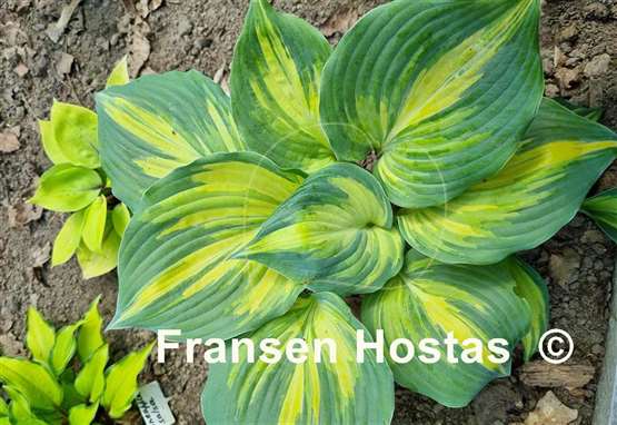 Hosta Superfecta