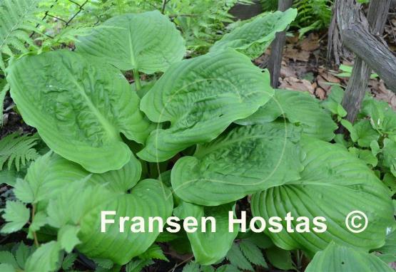 Hosta Surf and Turf