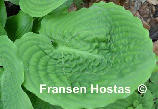 Hosta Surf and Turf