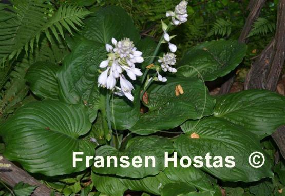 Hosta Surf and Turf