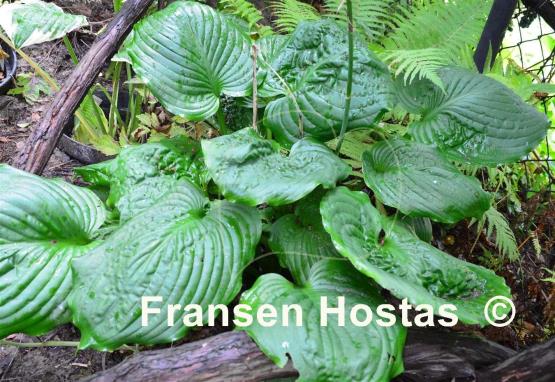 Hosta Surf and Turf