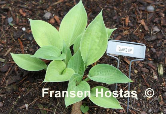 Hosta Surf's Up