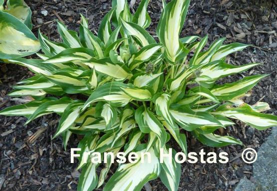 Hosta Surprised by Joy