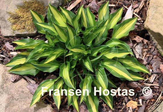 Hosta Surprised by Joy