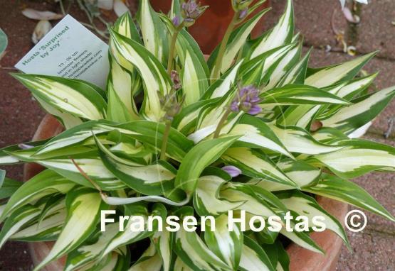 Hosta Surprised by Joy