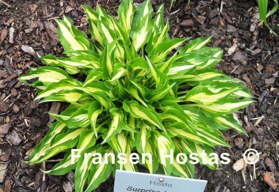 Hosta Surprised by Joy