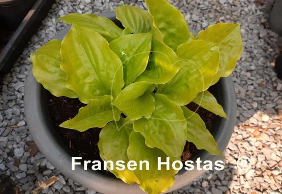 Hosta Susanna