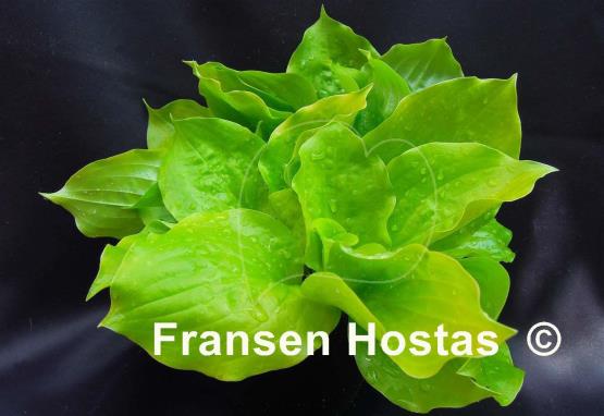 Hosta Susanna