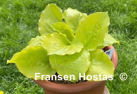 Hosta Susanna