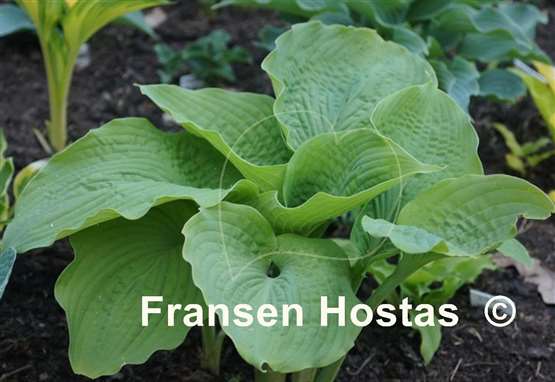 Hosta Sutter's Mill