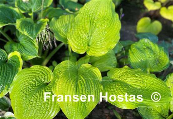 Hosta Sutter's Mill