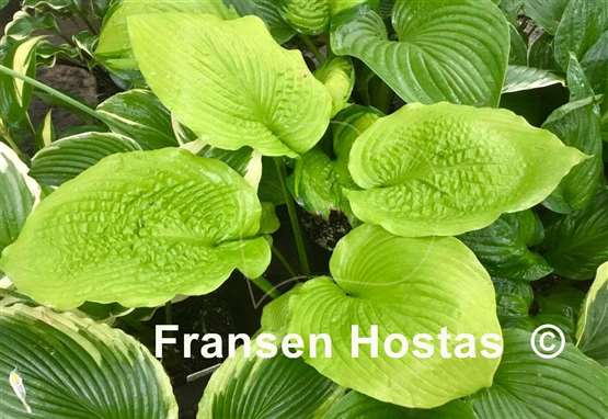 Hosta Sutter's Mill