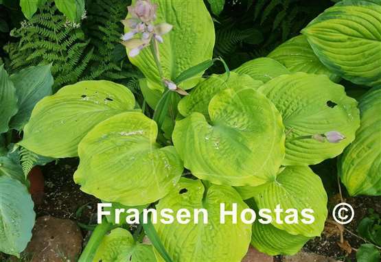 Hosta Sutter's Mill