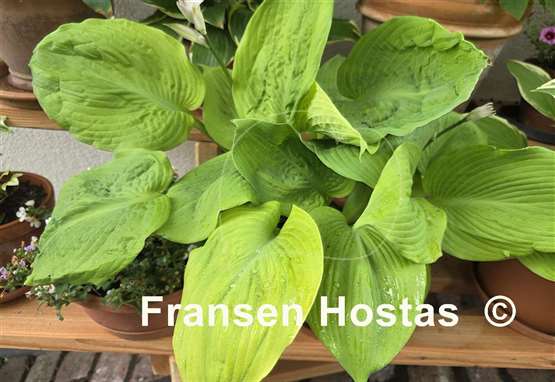 Hosta Sutter's Mill