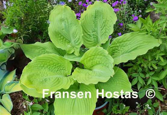 Hosta Sutter's Mill