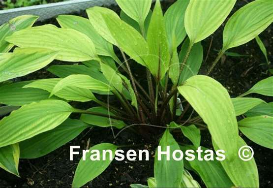 Hosta Suzanne Mahler