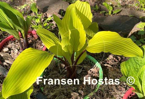 Hosta Suzanne Mahler