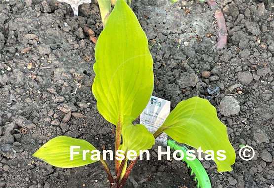 Hosta Suzanne Mahler