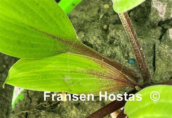 Hosta Suzanne Mahler