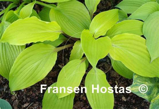 Hosta Suzanne Mahler