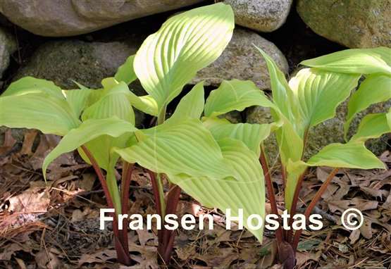 Hosta Suzanne Mahler