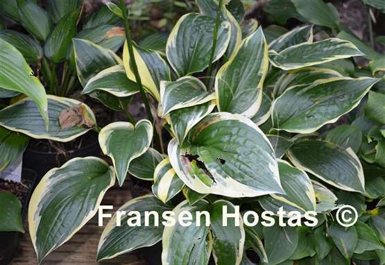 Hosta Swamp Thing