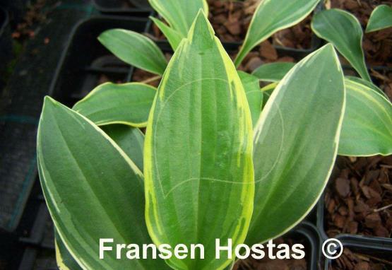 Hosta Swamp Thing