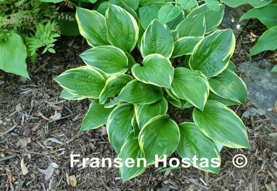 Hosta Swamp Thing