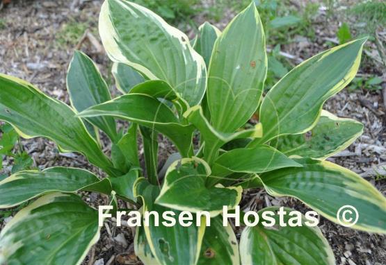 Hosta Swamp Thing