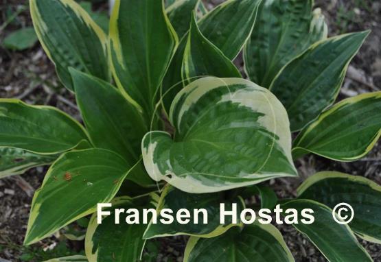 Hosta Swamp Thing