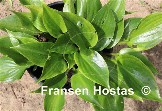 Hosta Sweet Bo Peep