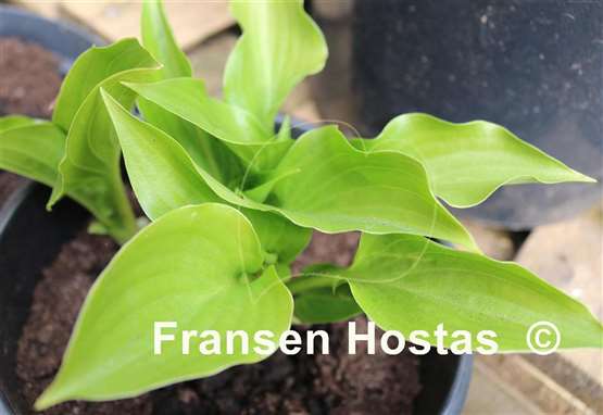 Hosta Sweet Bo Peep