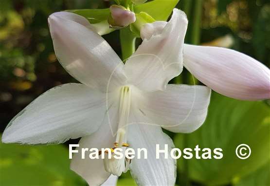 Hosta Sweet Bouquet